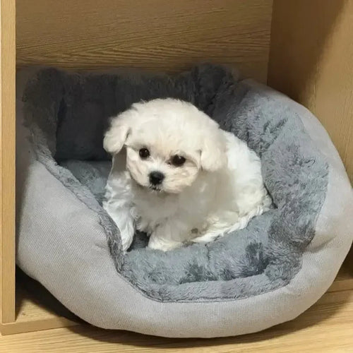 Caminha Pet Nuvem – Ninho Quentinho para Pets
