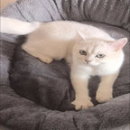 Caminha Pet Nuvem – Ninho Quentinho para Pets