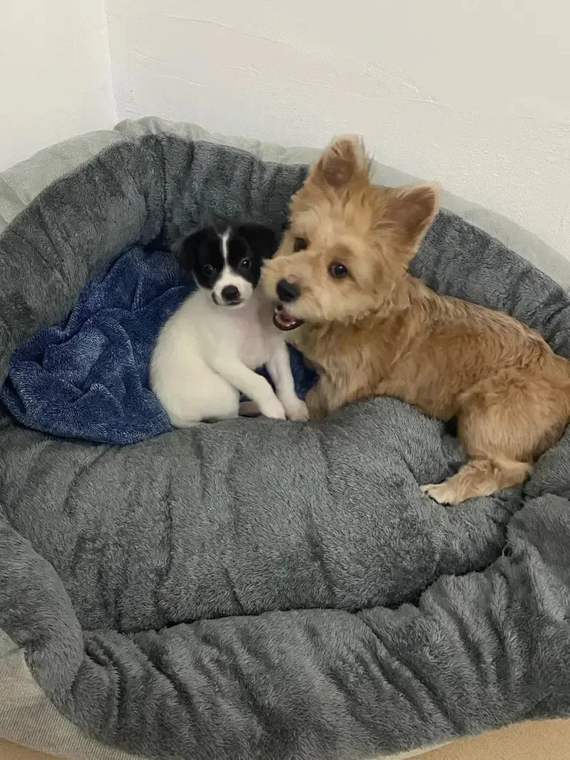 Caminha Pet Nuvem – Ninho Quentinho para Pets